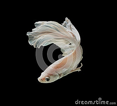 White Platt Platinum Siamese Fighting Fish .White siamese fighti Stock Photo