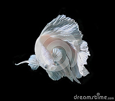 White Platt Platinum Siamese Fighting Fish .White siamese fighti Stock Photo