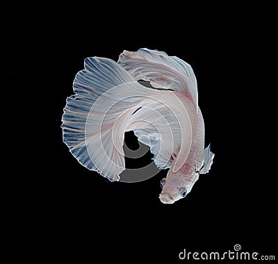 White Platt Platinum Siamese Fighting Fish .White siamese fighti Stock Photo