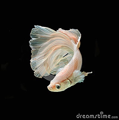 White Platt Platinum Siamese Fighting Fish .White siamese fighti Stock Photo