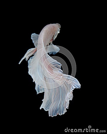 White Platt Platinum Siamese Fighting Fish . White siamese fighti Stock Photo