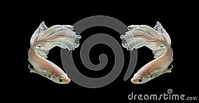 White Platt Platinum Siamese Fighting Fish .White siamese fighti Stock Photo