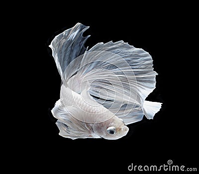 White Platt Platinum Siamese Fighting Fish . White siamese fighti Stock Photo