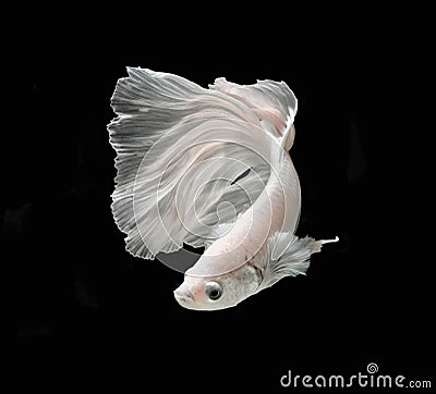 White Platt Platinum Siamese Fighting Fish .White siamese fighting fish, betta fish isolated on black background.. Stock Photo