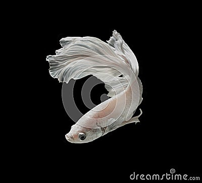 White Platt Platinum Siamese Fighting Fish .White siamese fighting fish, betta fish isolated on black background. Stock Photo