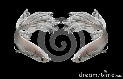 White Platt Platinum Siamese Fighting Fish .White siamese fighting fish, betta fish isolated on black background. Stock Photo