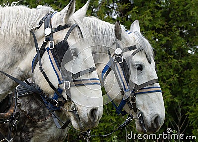 White Plow Horse Stock Photo