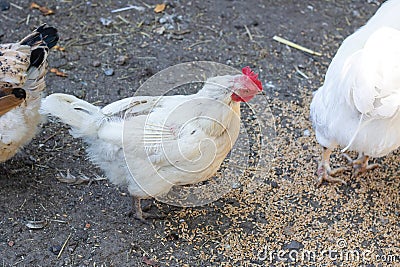 White plucked chicken in the yard closeup Stock Photo