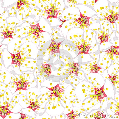 White Plum Blossom Flower Seamless Background. Vector Illustration. Vector Illustration