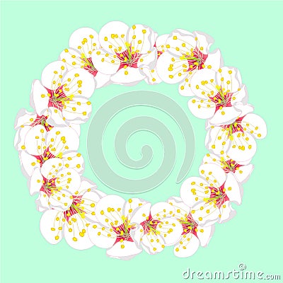 White Plum Blossom Flower Wreath isolated on Green Mint Background. Vector Illustration Vector Illustration