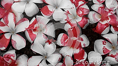 White flowers with blood painting color Stock Photo