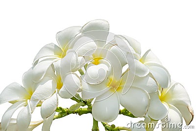 White plumeria flowers on isolated white background Stock Photo