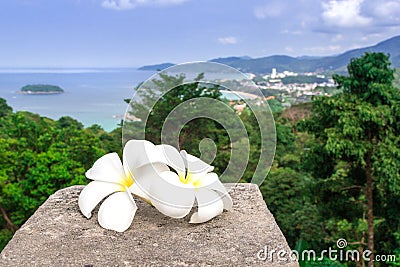 White plumeria flowers are with a panoramic view of Thailand. Frangipani close-up. Two beautiful white flowers. Stock Photo