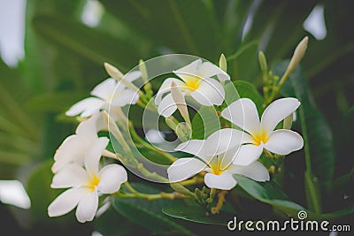 Sweet scent from white Plumeria flowers in the garden Stock Photo