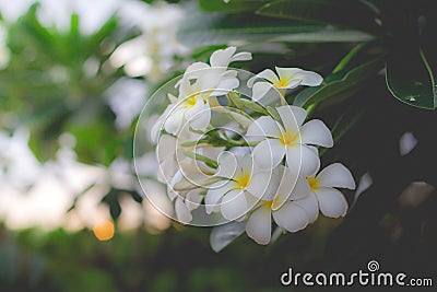 White Plumeria or frangipani. Sweet scent from white Plumeria fl Stock Photo