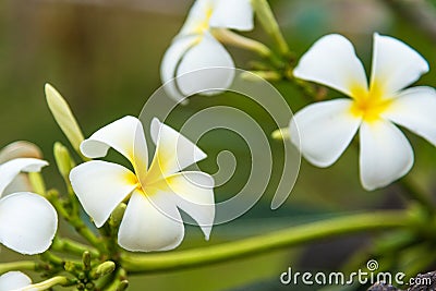 White Plumeria or frangipani. Sweet scent from white Plumeria fl Stock Photo