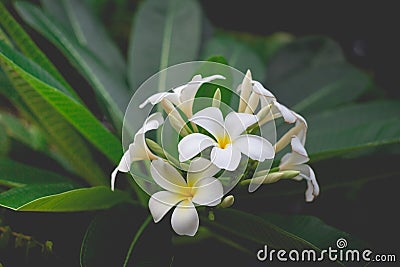 White Plumeria or frangipani. Sweet scent from white Plumeria Stock Photo