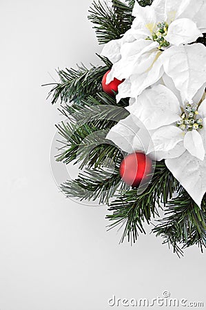 White poinsettia flower for xmas holidays Stock Photo