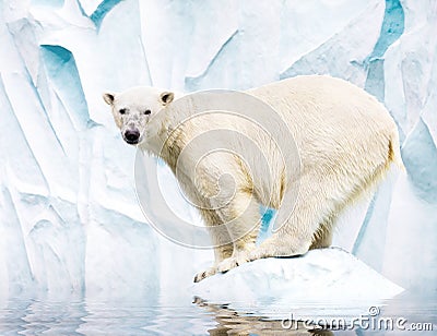 White polar bear Stock Photo