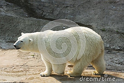 White Polar bear Stock Photo