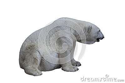 White Polar Bear Stock Photo