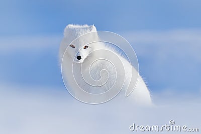 White polar fox in habitat, winter landscape, Svalbard, Norway. Beautiful animal in snow. Sitting fox. Wildlife action scene from Stock Photo