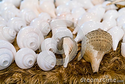 White polished conch shell, Thai style Stock Photo