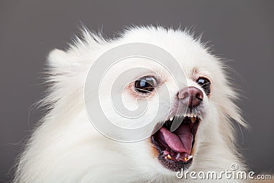 White pomeranian barking Stock Photo