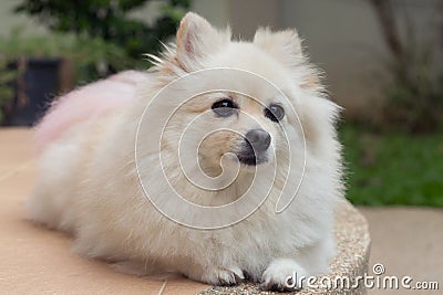 White pomeranian cute dog Stock Photo