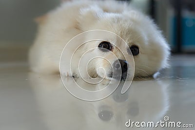 White pomeranian cute dog Stock Photo