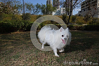 Pomeranian dog playing in Park Stock Photo