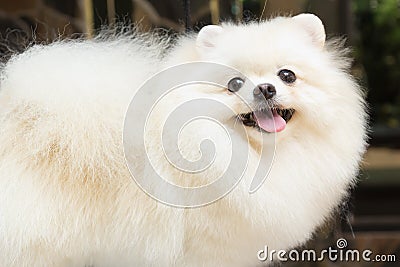 White pomeranian smile Stock Photo