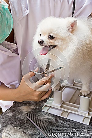 White pomeranian smile Stock Photo