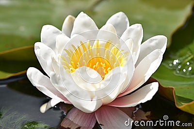 White Pond Lilly in bloom Stock Photo