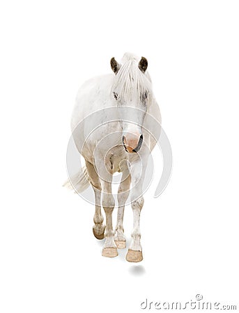 White pony Stock Photo