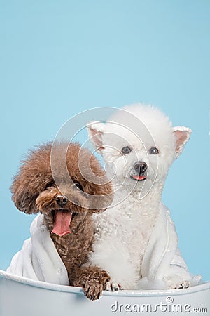 White poodle and brown poodle wearing bath towels in bathtub, indoors, clean blue background Stock Photo