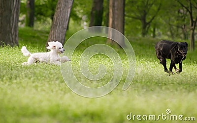 White poodle dog running chasing playing with other dog Stock Photo