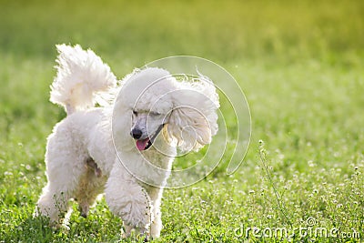 White poodle dog running on green grass field Stock Photo