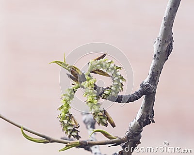 White poplar catkins on branch in spring with bokeh backgroun, shallow DOFd, selective focus Stock Photo