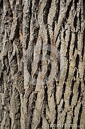 White Poplar Tree Bark or Rhytidome Texture Detail Stock Photo