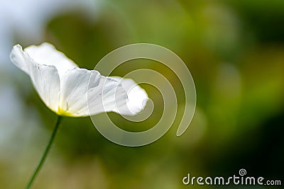 White poppy in the garden in soft focus and blurred background Stock Photo