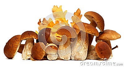 White porcini. Wild Foraged Mushroom selection isolated on background, with shadow. Boletus Edulis mushrooms Stock Photo