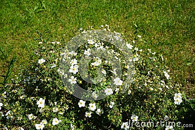 White Potentilla `Abbotswood` in the garden in June. Potentilla is a herbaceous flowering plant from the rosaceae family. Berlin, Stock Photo
