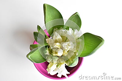 White potted Hyacinth on white Background Stock Photo