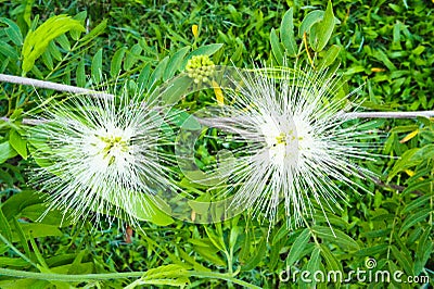 White powderpuff Stock Photo