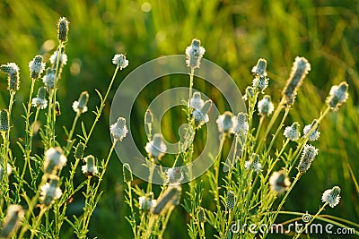 White prairie clover - Dalea candida Stock Photo