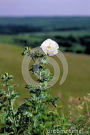White Prickly Poppy 55354 Stock Photo