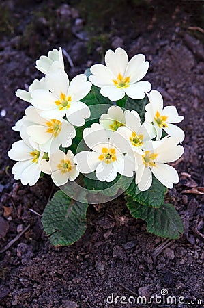 White primrose Stock Photo