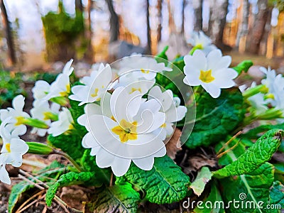 White primrose close-up. First spring flowers in forest Stock Photo