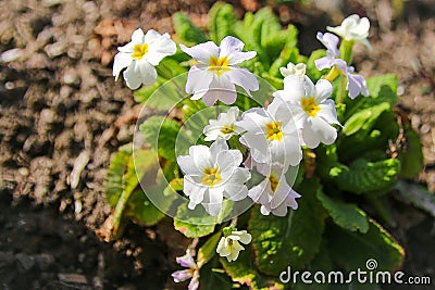 White primrose in a flower bed Stock Photo